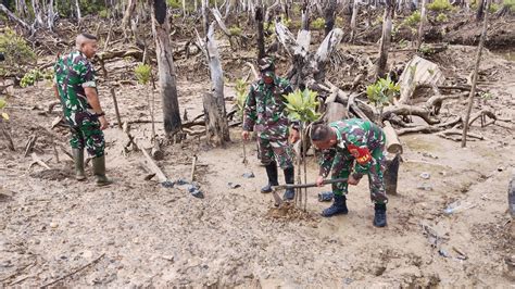 Perbaikan Ekosistem Melalui Penanaman Pohon Mangrove Oleh Kodim 0903