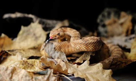 Discover The 12 Types Of Rattlesnakes In California A Z Animals