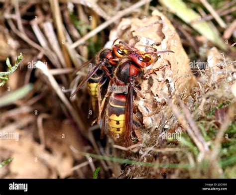 Hornet Queen High Resolution Stock Photography and Images - Alamy