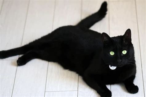 Foto : Sejak Kapan Kucing Hitam Dikaitkan dengan Kesialan?