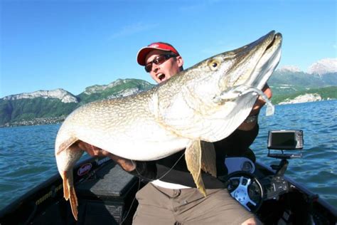 Brochet record les 10 plus gros brochets pêchés en France Le Blog