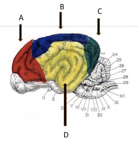 Neurophys Central Nervous System Flashcards Quizlet