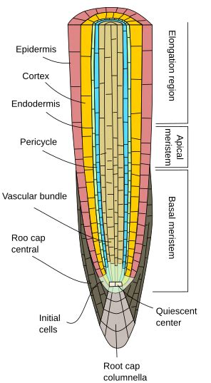 Szimfónia toll Szokásos root apical meristem Számítás paradicsom minimális