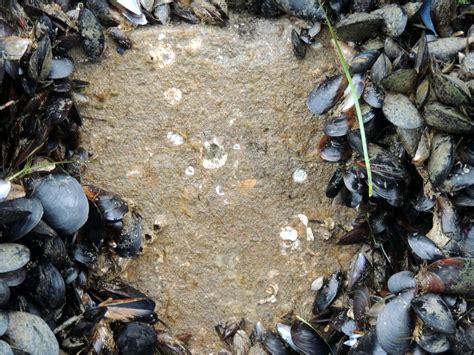 Mediterranean Mussel Mytilus Galloprovincialis Knysna Basin Project