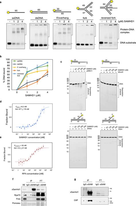 SAMHD1 Binds MRE11 And Stimulates Its Nuclease Activity A Various