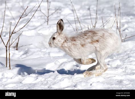 Snowshoe Hare Or Varying Hare With White And Brown Fur Isolated On