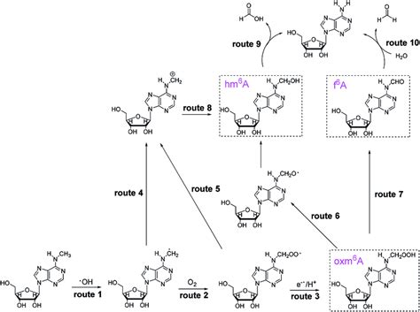 Proposed mechanism of the demethylation process, and structures of ...