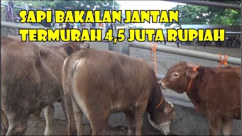 Termurah 4 5 Juta Update Harga Sapi Bakalan Jantan Pasar Hewan Munggi