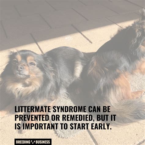 littermate syndrome cats