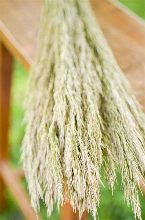 Preserved Natural Green Plume Reed The Blaithin Blair Shop