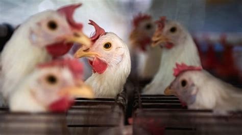 Bird Flu Human To Human Transmission What Cambodia Found Following