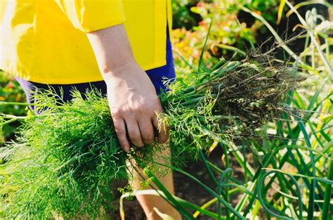 Koper włoski wartości odżywcze właściwości i odmiany Agropedia