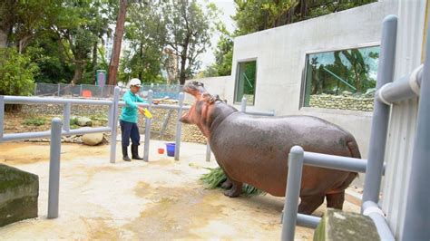 新竹動物園新水池完工 河馬樂樂入新厝 台灣動物新聞網