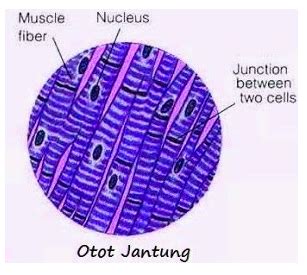 Otot Jantung - Pengertian, Ciri, Fungsi, Struktur dan Gambar