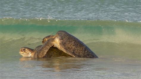 La Reproduction Des Tortues