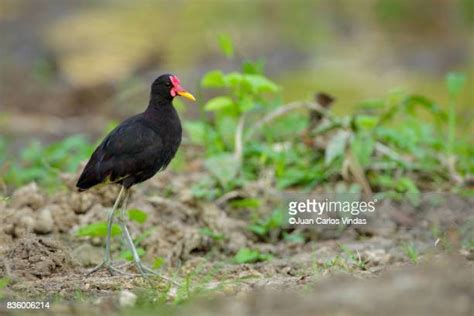 Wattled Jacana Photos And Premium High Res Pictures Getty Images