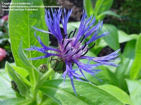 Plantfiles Pictures Centaurea Species Mountain Bluet Mountain