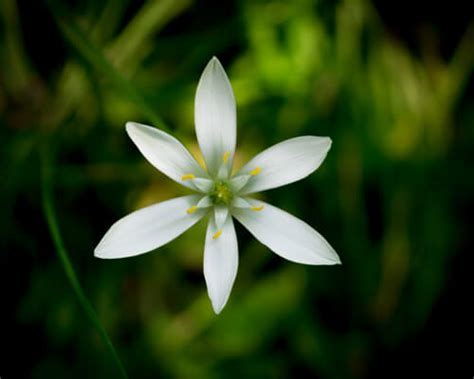 Star Of Bethlehem Flower Growing Tips - Greenplantpro