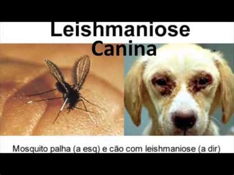 Saiba Mais Sobre A Leishmaniose Canina Uma Doença Que Pode Afetar Cães