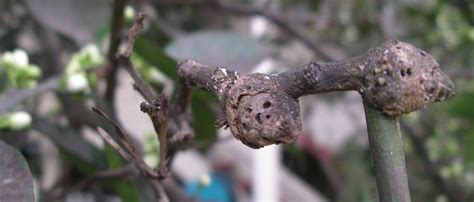 Searles Control Citrus Gall Wasp Treatment