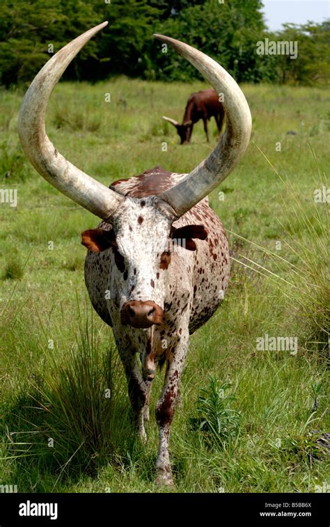 Ankole cows, Uganda, East Africa, Africa Stock Photo - Alamy