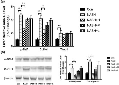 Effects Of Bg On Key Genes Of Liver Fibrosis In Nash Mice A Hepatic