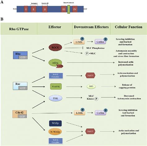 Rho GTPases And Downstream Effectors A General Structural Domains Of