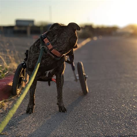 Tucson Special Pets | Tucson AZ