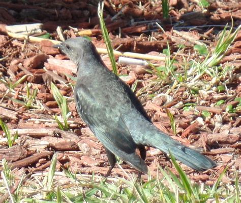 12 1 14 Brewers Black Bird Pine Island Weeki Wachee Fl Flickr