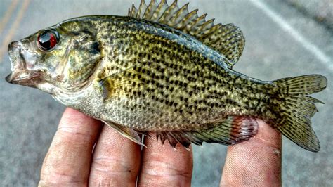 Hd Photo Of One Of My Favorite Tennessee Creek Fish The Rock Bass Red