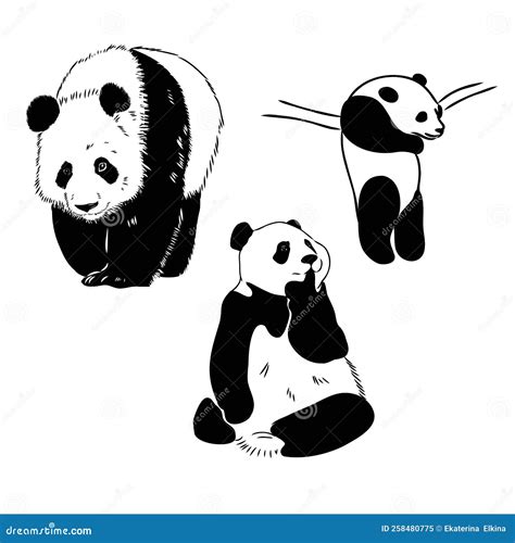 Vector Realistic Sketch of Panda Figure in Full-length, Hand Drawn ...