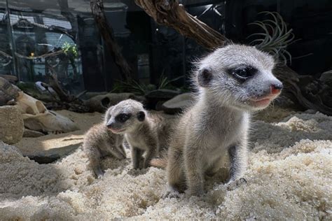 New at the Zoo: Meet Our Meerkat Pups | Smithsonian's National Zoo and ...