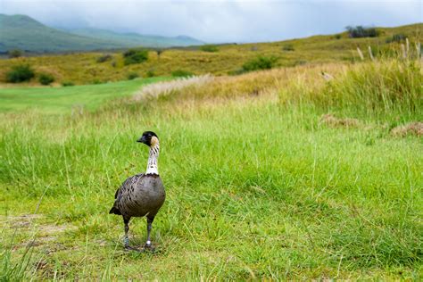 7 Fun Facts About the Nene, or Hawaiian Goose - Hawaii Magazine