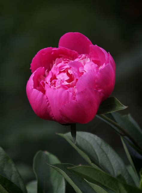 Пион Аргентина Фото – Telegraph