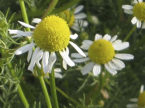 How to Grow Chamomile - The Plant Lady