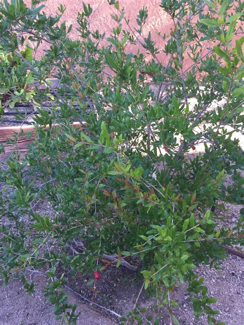 how to grow a pomegranate tree 1