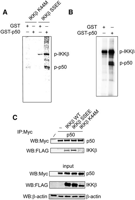 Ikk Phosphorylates Nf B P A Hek T Cells Were Transfected With