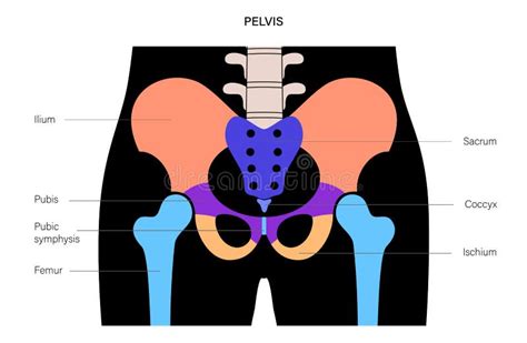 Nome Do Osso Da Bacia - Juntas da bacia humana ilustração do vetor. Ilustração de backbone ...