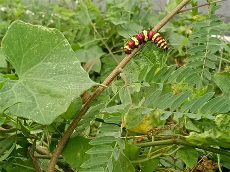 Closeup One Worm Larva Red Yellow Brown Colorful Animal in the Nature Stock Photo - Image of ...