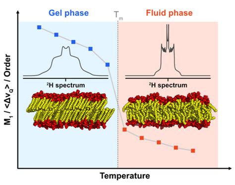 Influence Of The Temperature On Lipid Membrane Dynamics At Low