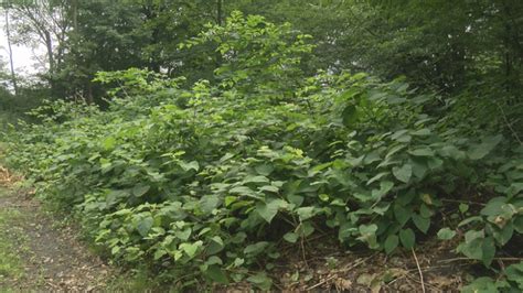 Knot A Weed Problem To Ignore Cambria County Battles Invasive Plant