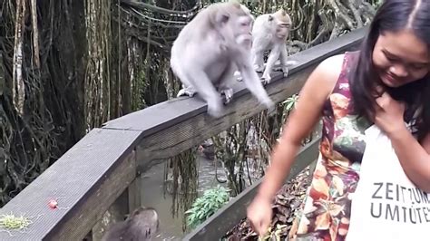 Bali Monkeys Attack And Have Sex Youtube