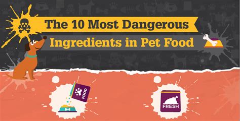 Top 10 Bad Dog Food Ingredients To Avoid - Infographic