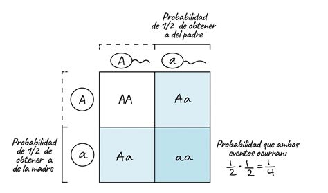 표현형 예시 Punnett Square 고등학교 생물 시간에