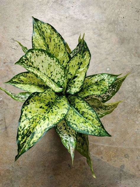 Aglaonema Snow White Lazada