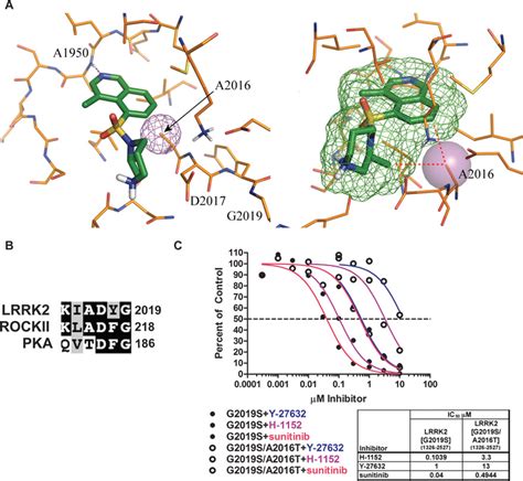 Design Of An Lrrk2 Inhibitor Desensitized Mutant A Structural Model