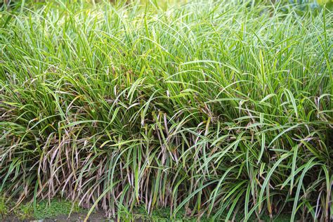 Types Of Sedge Grass