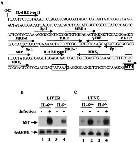 Induction Of Mt Mrna In Response To In Fl Uenza A Virus Infection Is