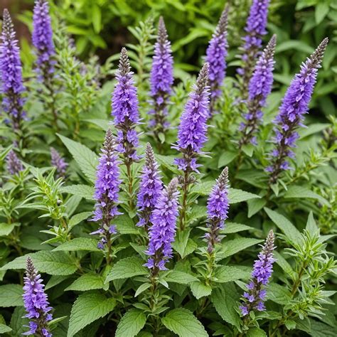 Hyssop – Sow Me Seeds