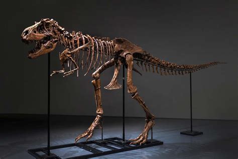 This Rare Gorgosaurus Skeleton Could Fetch Up to $8M at Auction